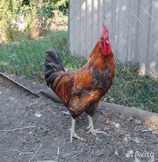 Молодые петухи