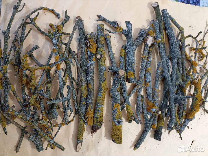 Корм для улиток