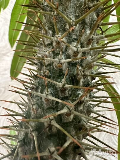 Пахиподиум, Фикус