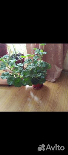 Комнатные цветы