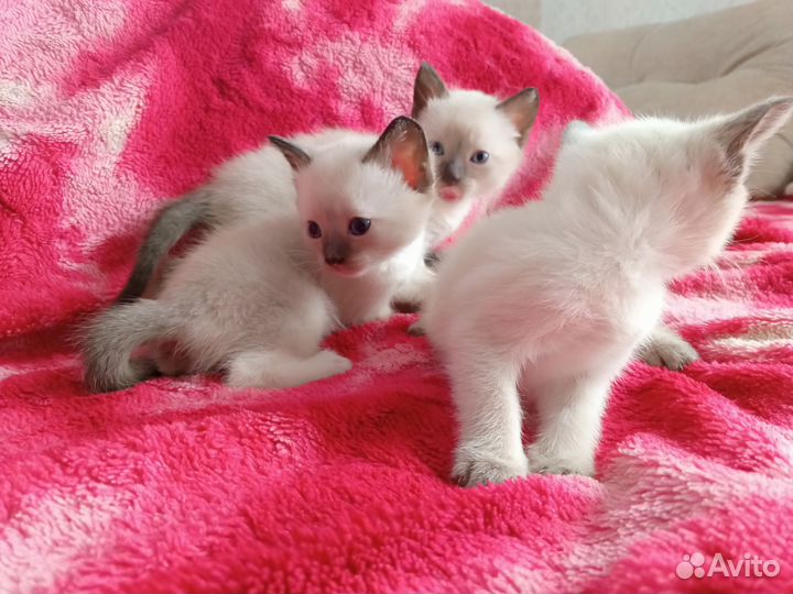 Тайские котята
