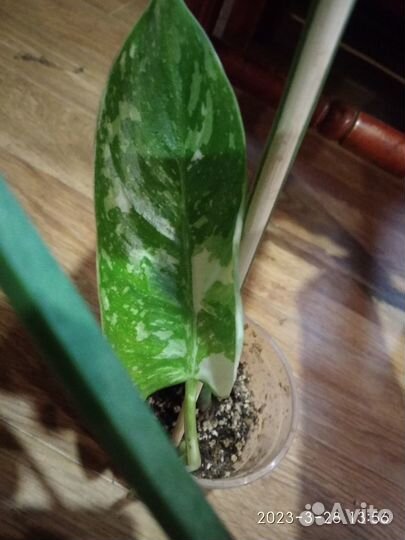 Филодендрон Имбе Вайт марбл