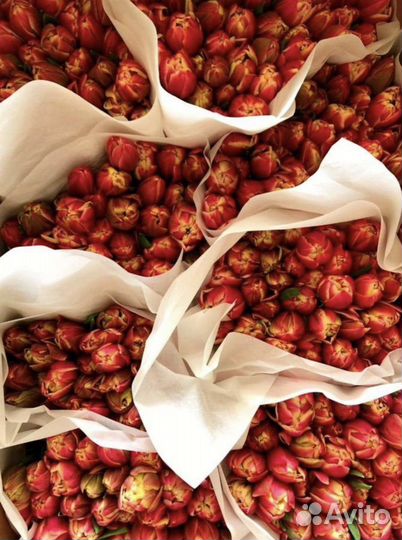 Тюльпаны Оптом и в Розницу