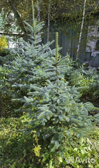 Ель голубая