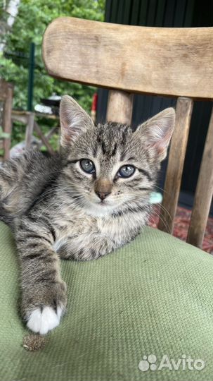 Котята в добрые руки бесплатно