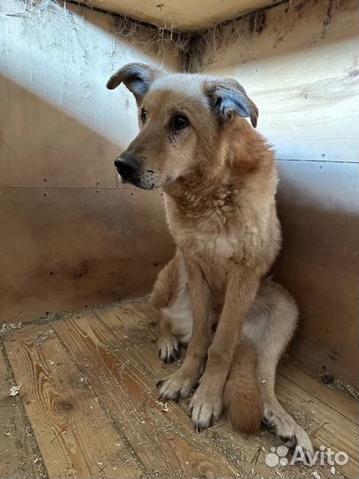 Собака Златан старичок из приюта ищет дом