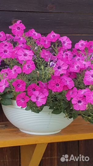 Рассада Петуний