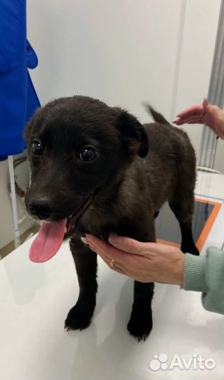 Щенок в добрые руки бесплатно девочка