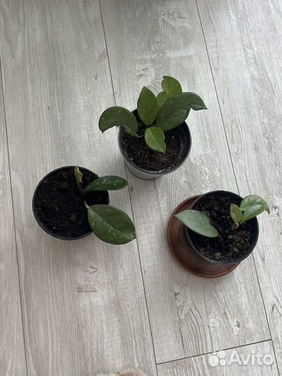 Хойя карноза, мясистая