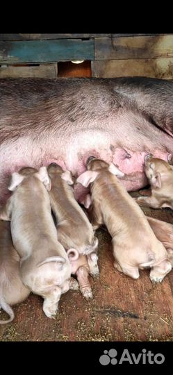 Поросята