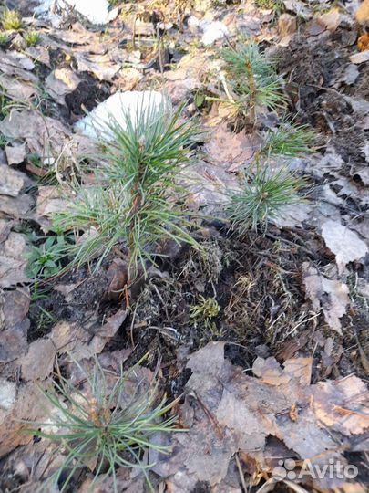 Саженцы сибирского кедра