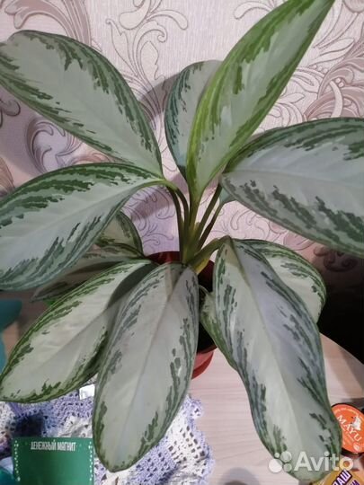 Продам цветы комнатные