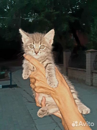 Котята в дар
