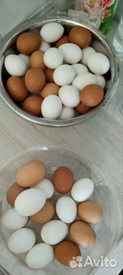 Домашние куриные яйца