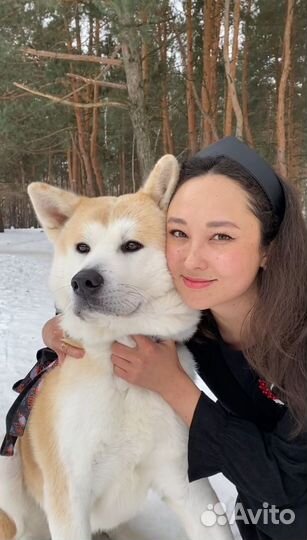 Домашняя передержка собак