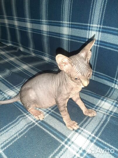 Канадский сфинкс