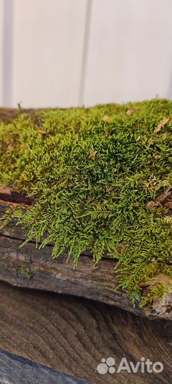 Коряга для декора