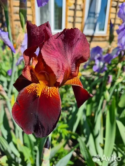 Ирисы бородатые