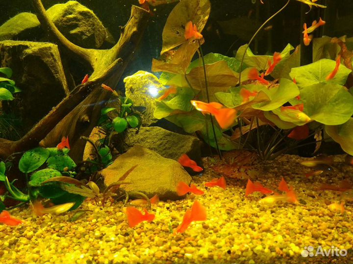 Гуппи фул ред альбино, анциструс, креветки