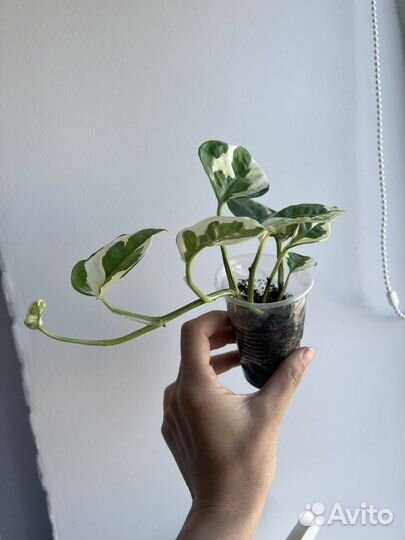 Сциндапсусы, эпипремнумы