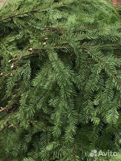 Березовые веники.принимаем заказы