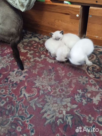 Сиамский котенок