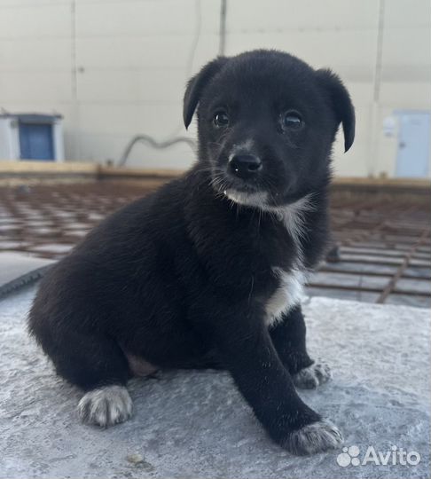 Отдам в добрые руки