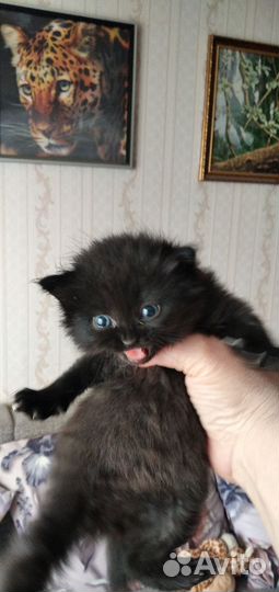 Котята хайлен фолд, хайленстрайт