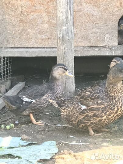 Утка подсадная для охоты