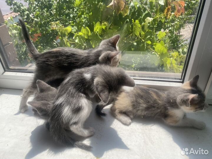 Котята в добрые руки, дымчатую кошечку забрали