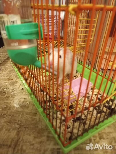 Крыса дамбо с клеткой