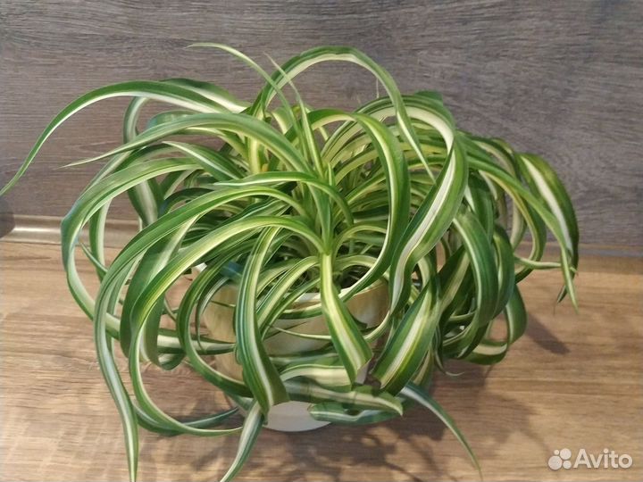 Хлорофитум кудрявый