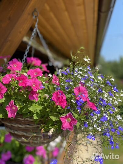 Петунья ампельная