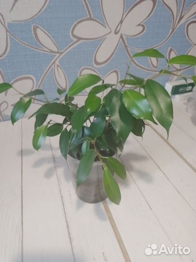 Фикус бенджамина