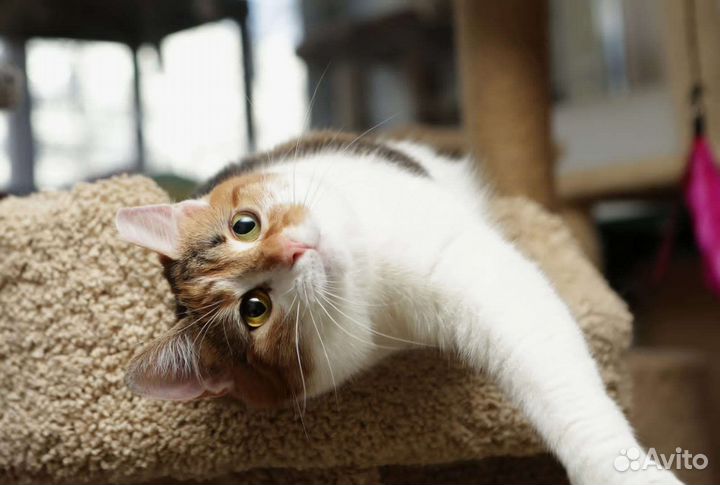 Кошечка ласкуша в доьрые ручки