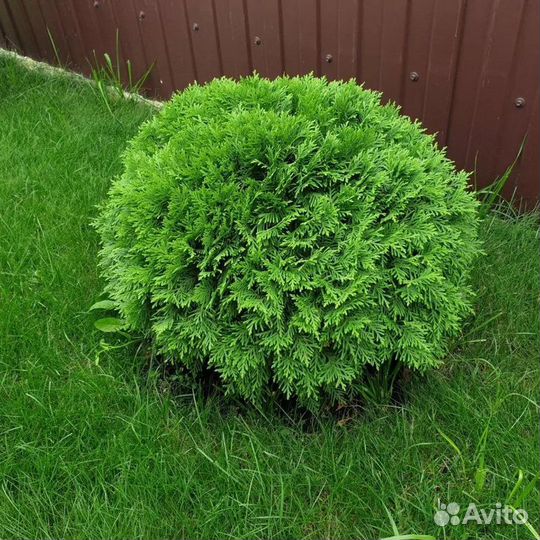 Туя западная 