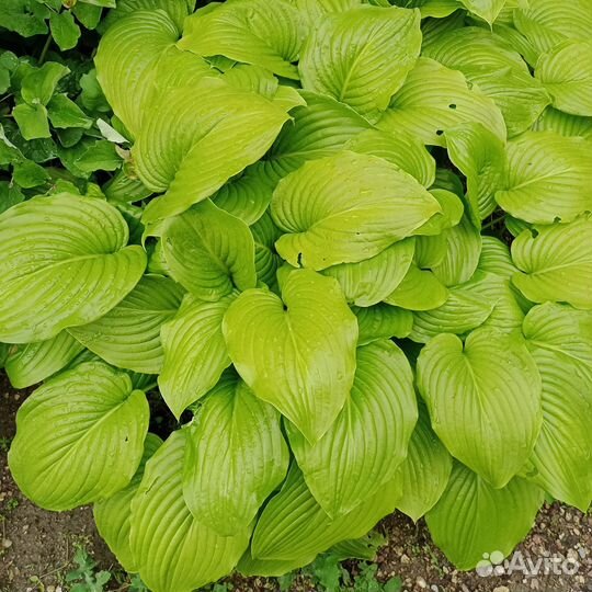 Хоста растение