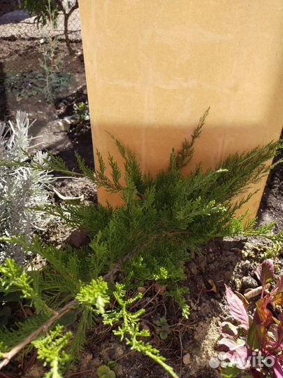 Туя,ель,кипарисовики, можжевельники