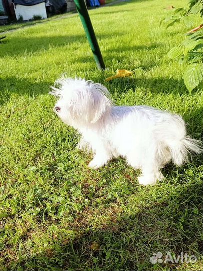 Мальтийская болонка мини