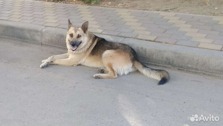 Собака. И ваши,наши,И их мечты