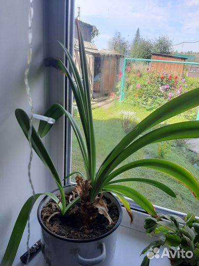 Комнатные цветы