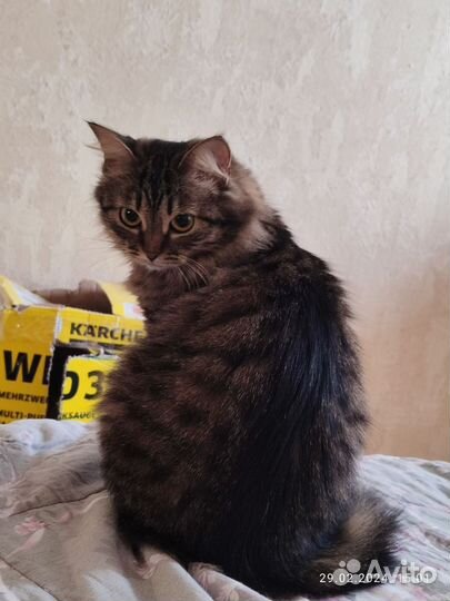 Пушистая кошечка