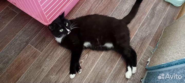 Кот найденыш