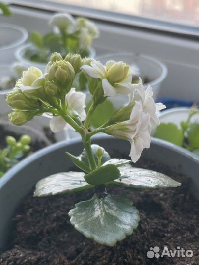 Комнатные растения Каланхоэ цветущий каланхое