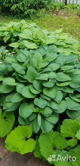 Хоста растение