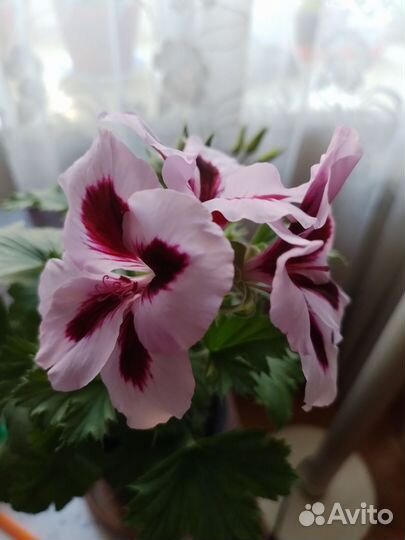 Герань пеларгония