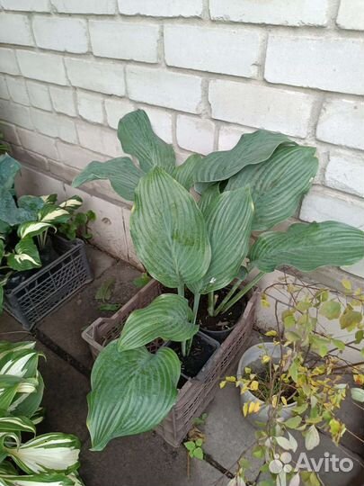 Хоста блю мамонт