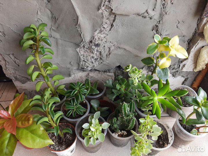 Суккуленты