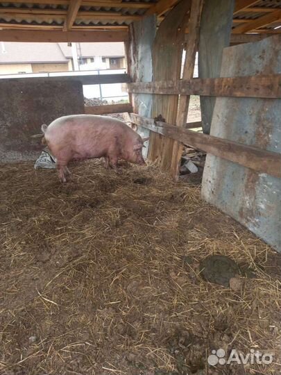 Продаю мясо домашнее