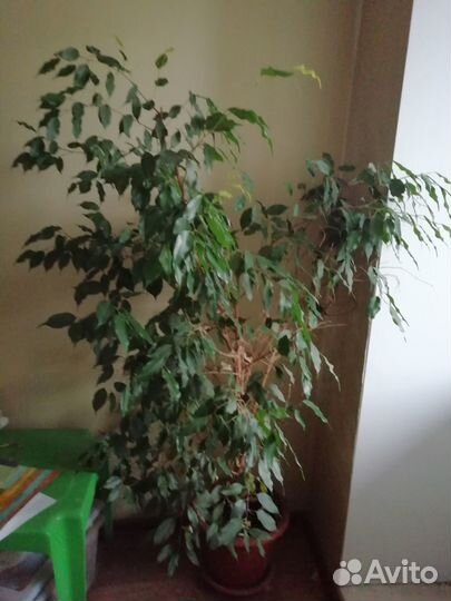 Продаю фикус